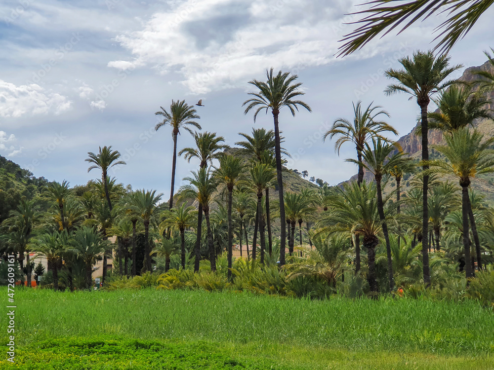 Vega Baja del Segura - Orihuela - Palmeral y paisajes de su entorno.