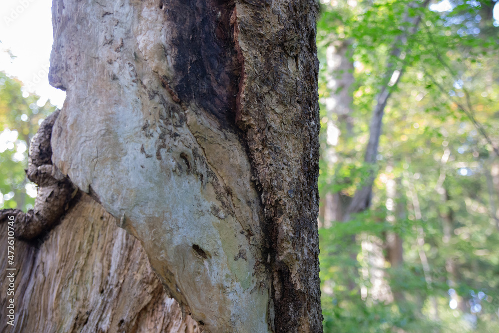 Broken empty hollow tree and skin standing in a forest of Tanzawa, Japan. Broken empty hollow tree and skin standing in a forest of Tanzawa, Japan.