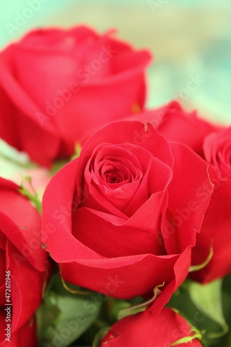 red roses