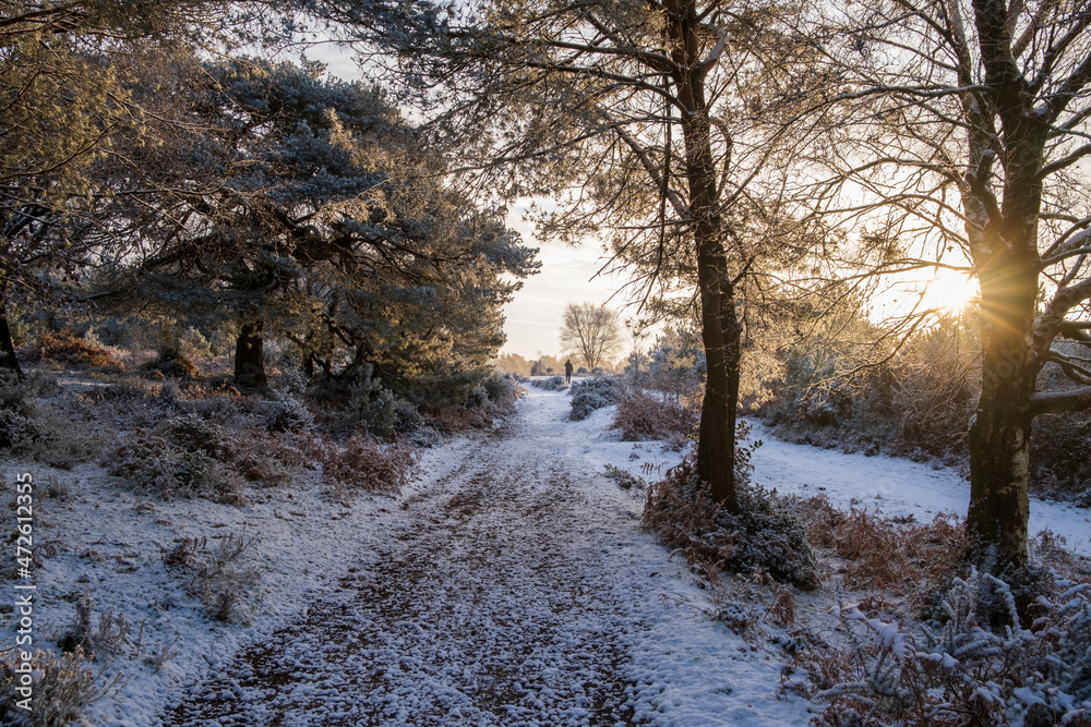 Hindhead common morning walk in the snow Hindhead common morning walk in the snow