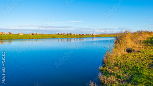 Herd of horses in a green field along the edge of a lake under a blue sky in bright sunlight sky in autumn, Almere, Flevoland, The Netherlands, November 29, 2021