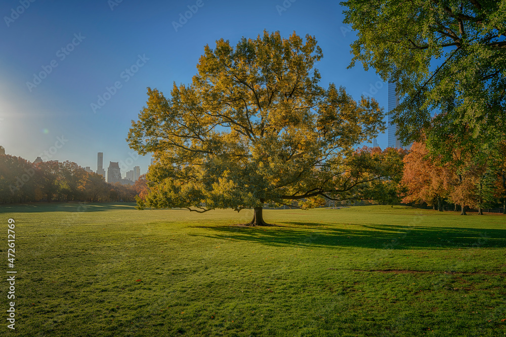 Central Park Sheep Meadow Tree