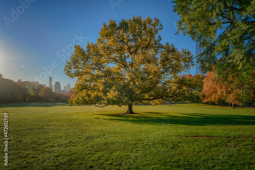 Central Park Sheep Meadow Tree