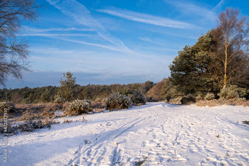Hindhead common morning walk in the snow