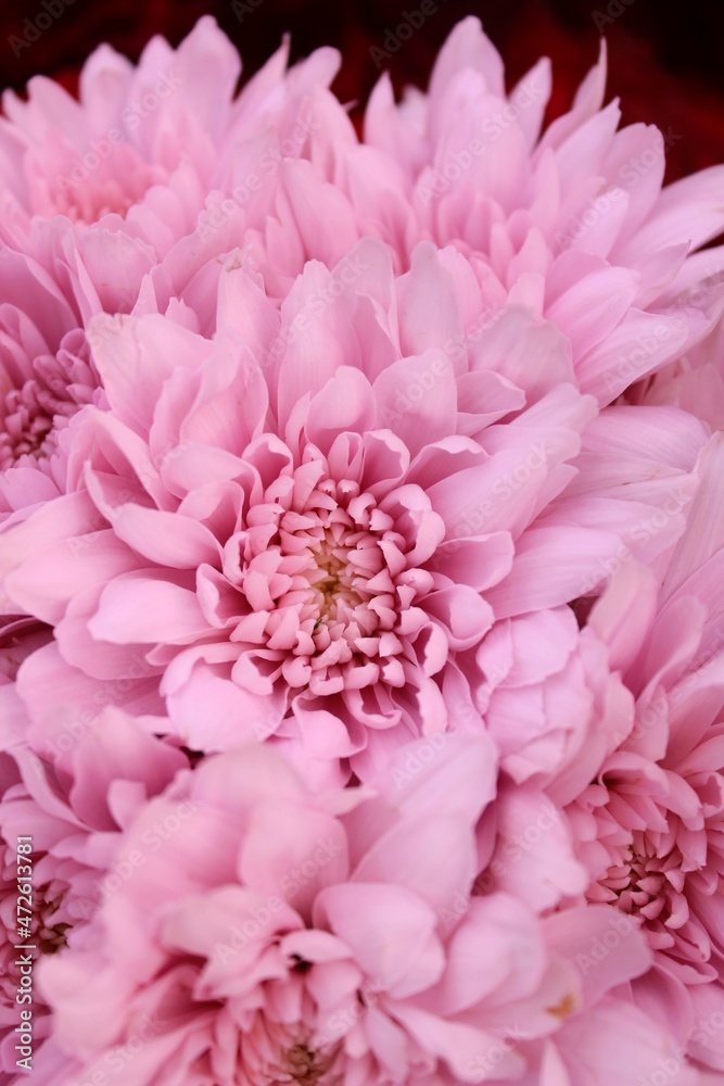 pink chrysanthemum flowers