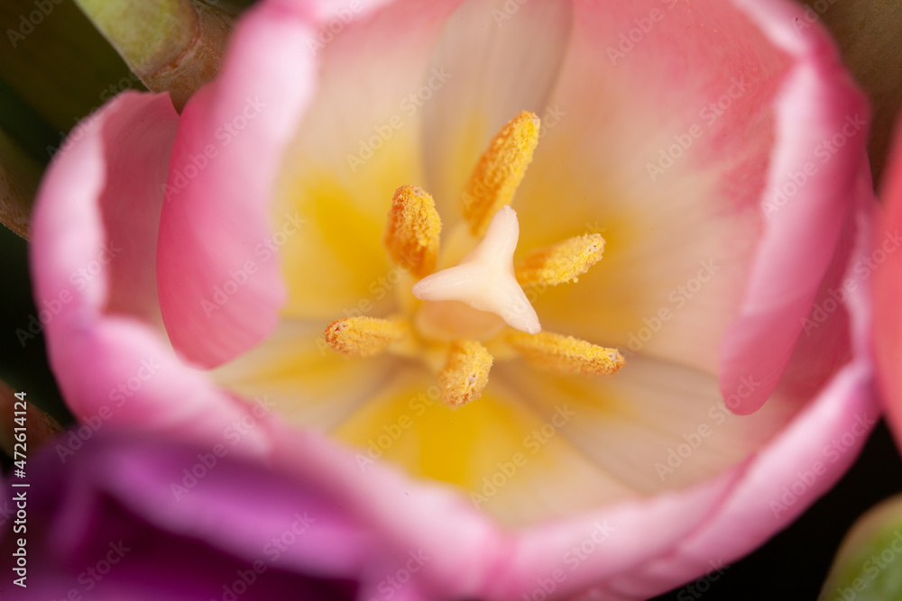 pink tulip closeup