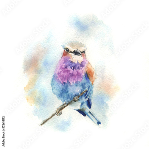 Photography Watercolor drawing bright bird lilac - breasted blue lark
