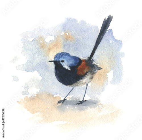 Watercolor drawing small blue bird malur photo