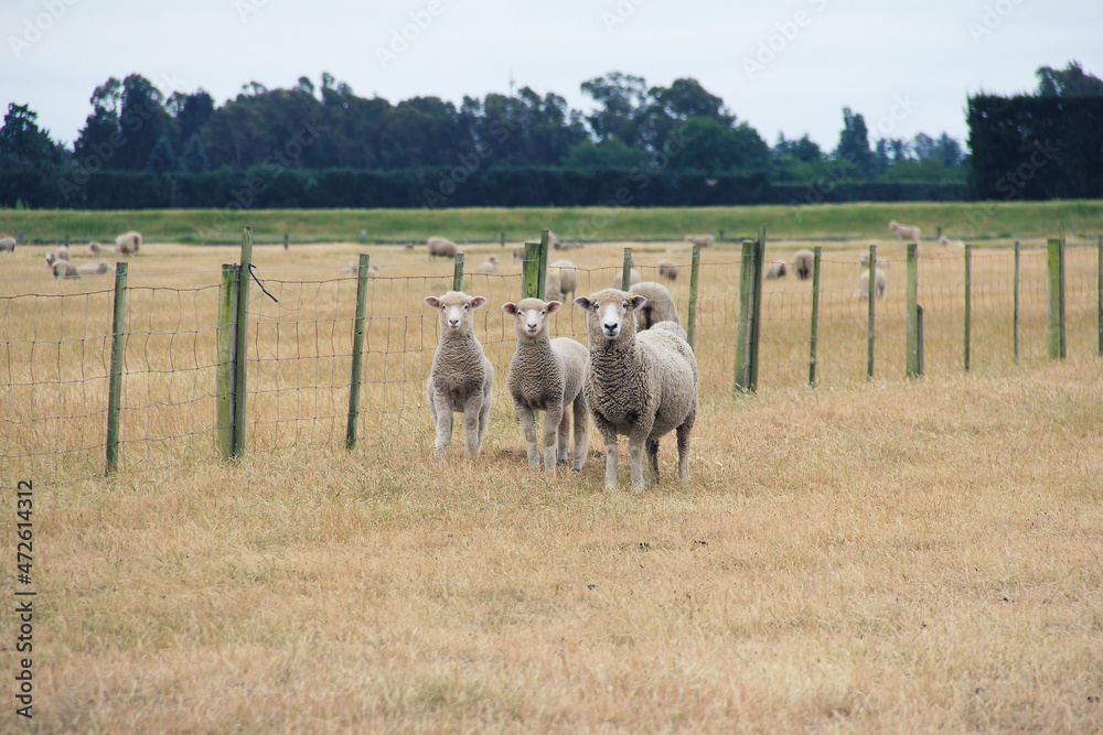 Obraz premium View of a family sheep on a farm in South Island, New Zealand in summer morning