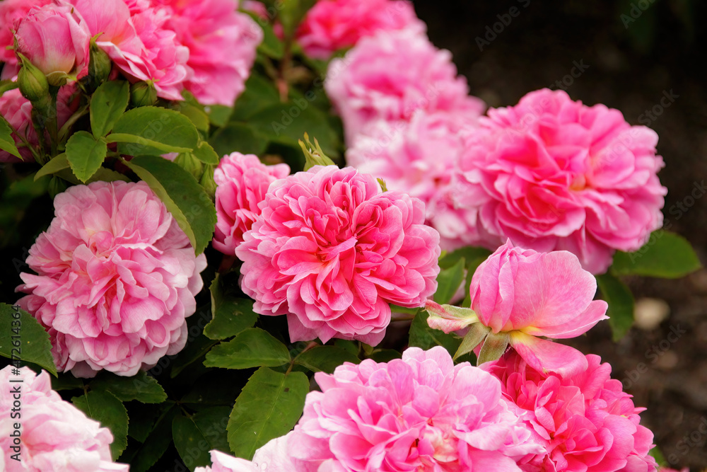 View of Beautiful pink roses in late spring View of Beautiful pink roses in late spring