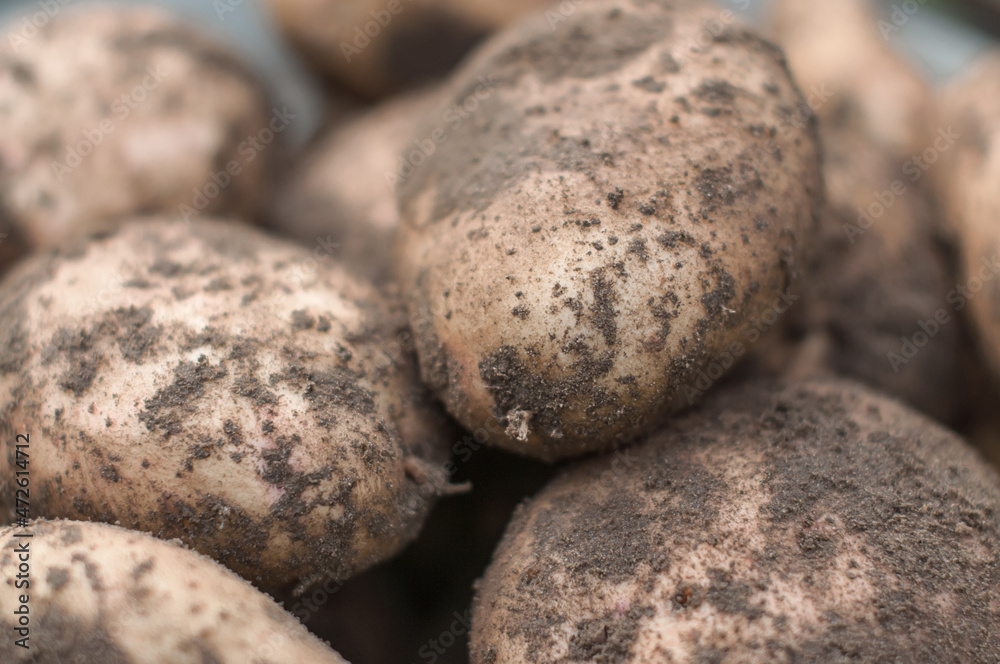 Raw potato macro shoot, harvesting and agriculture scenery Raw potato macro shoot, harvesting and agriculture scenery