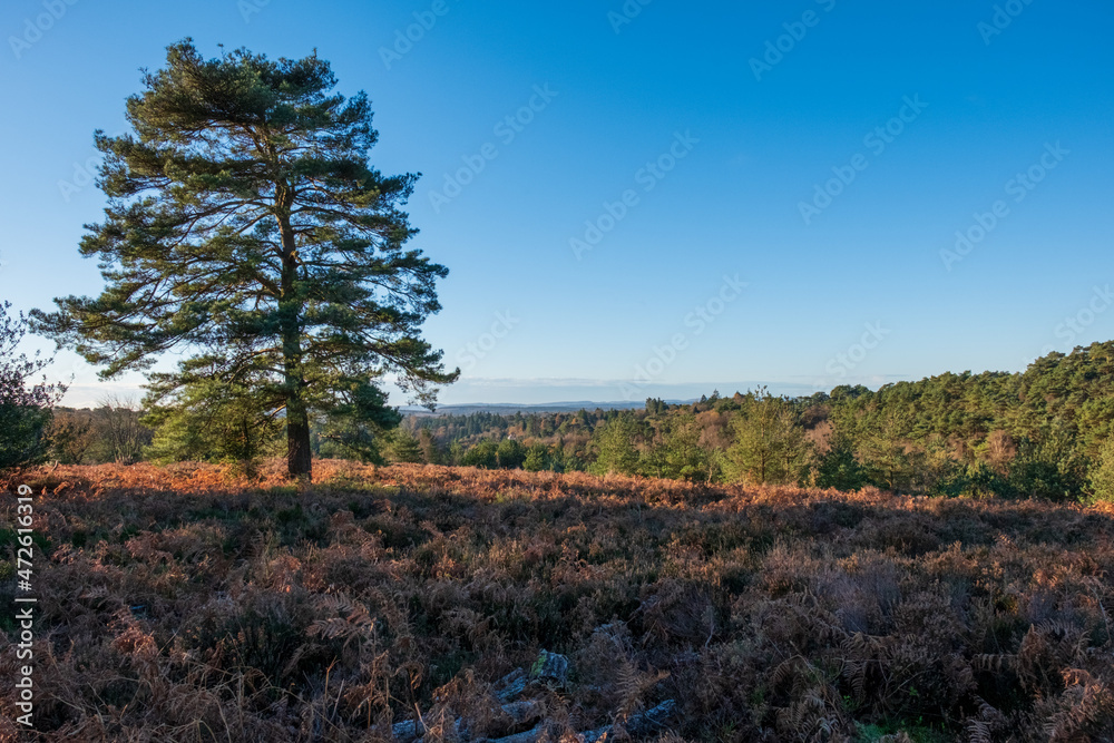 Obraz premium Hindhead common looking towards the South Downs