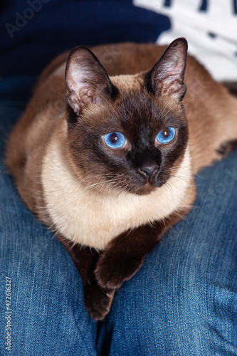 Beautiful Thai or Siam oriental cat with vibrant blue eyes lying down on the owner knees. Expressive look, pretty fur color. Copy space, closeup portrait of pretty pet.