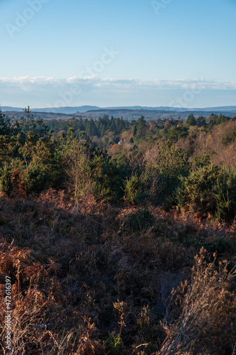 Hindhead common looking towards the South Downs