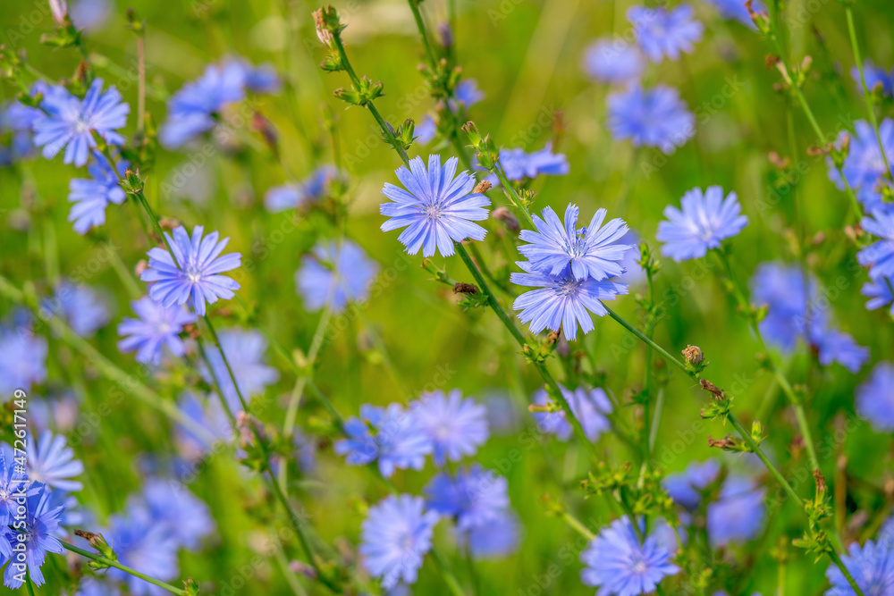 Blue flowers of chicory. Common Chicory. Cichorium intybus. Summer landscape. - obrazy, fototapety, plakaty 