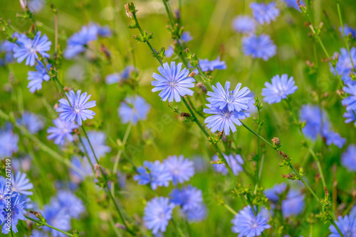 Blue flowers of chicory. Common Chicory. Cichorium intybus. Summer landscape.