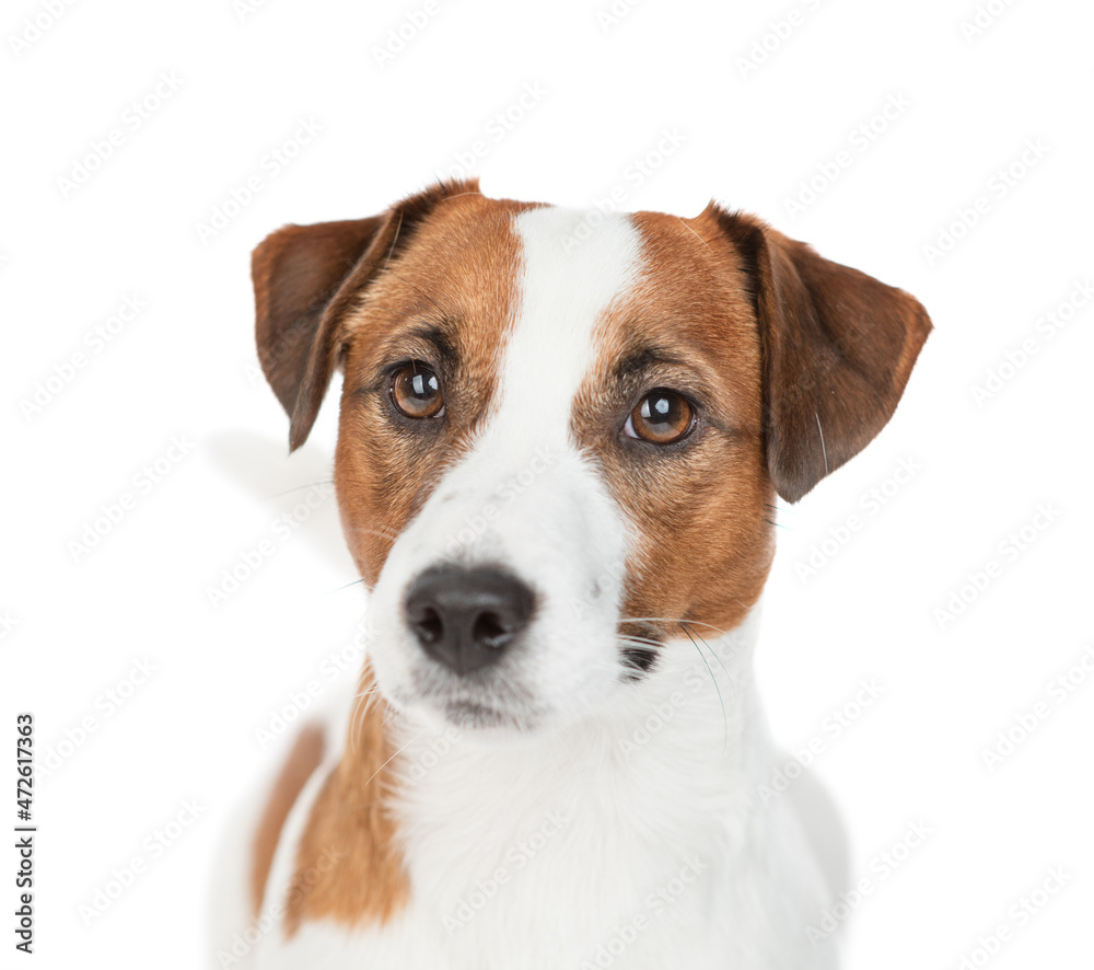 Portrait of a Jack russell terrier puppy in front view. Isolated on white background