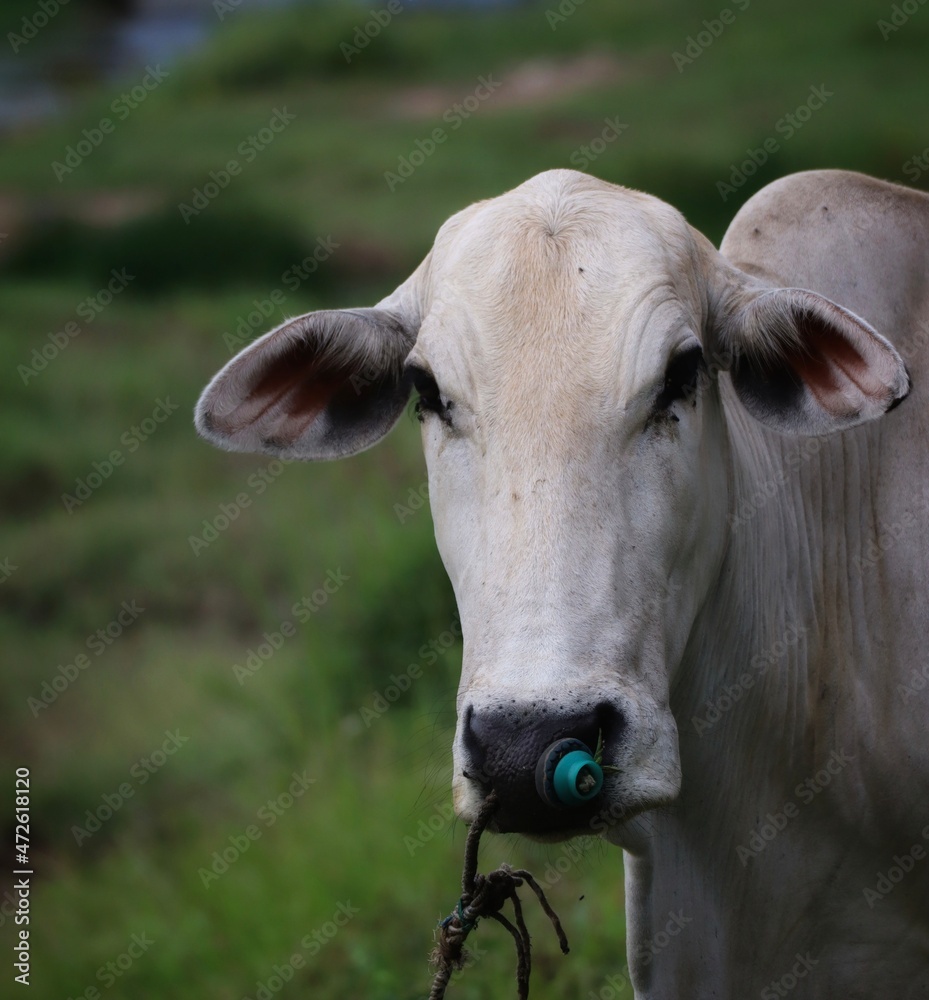 cow in a field cow in a field