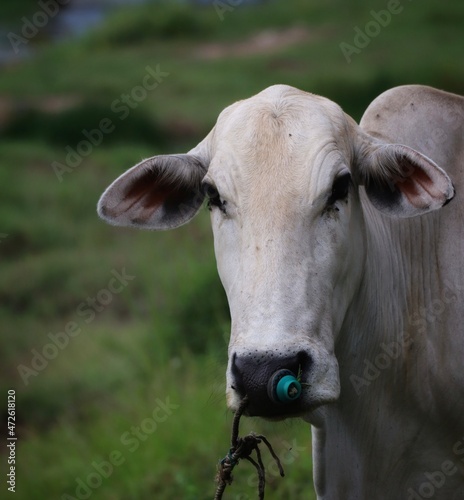 cow in a field © Abdul Rahman