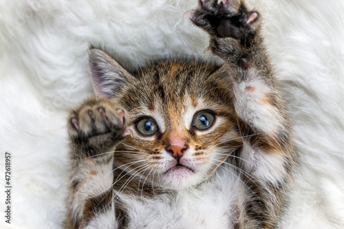 Little lovely kitten wrapped in a warm white carpet and play his paws. Close-up portrait