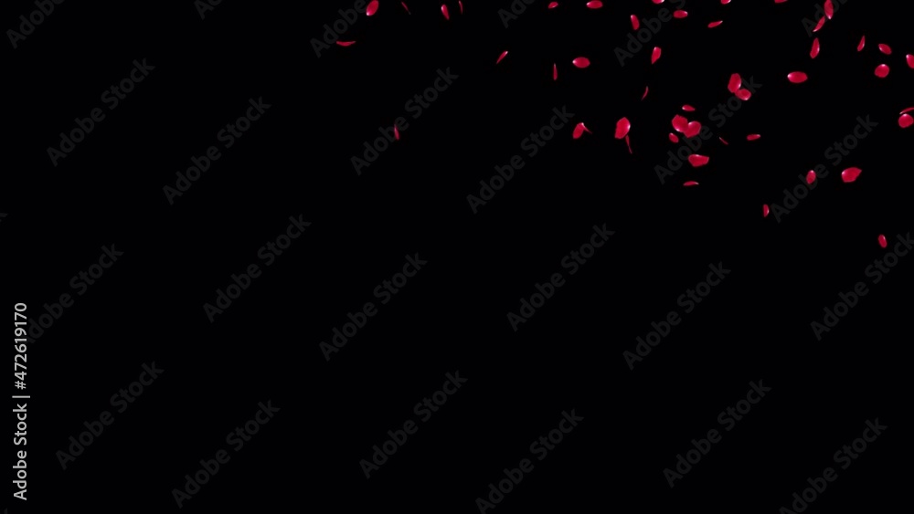 Red Rose Petals Fall. This work is element of red rose fall start to end with luma matte. Place on footage or background. Red Rose Petals Fall. This work is element of red rose fall start to end with luma matte. Place on footage or background.