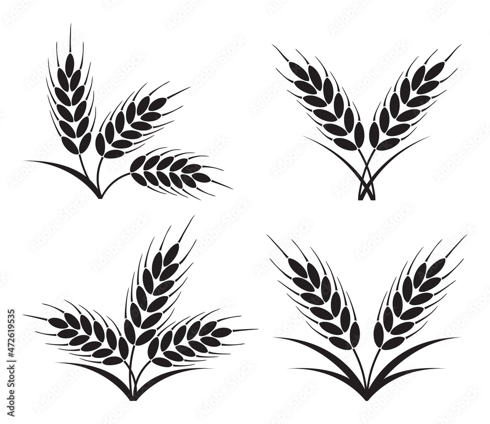 Fototapeta premium vector bunches of wheat, barley or rye ears