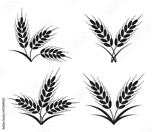 vector bunches of wheat, barley or rye ears