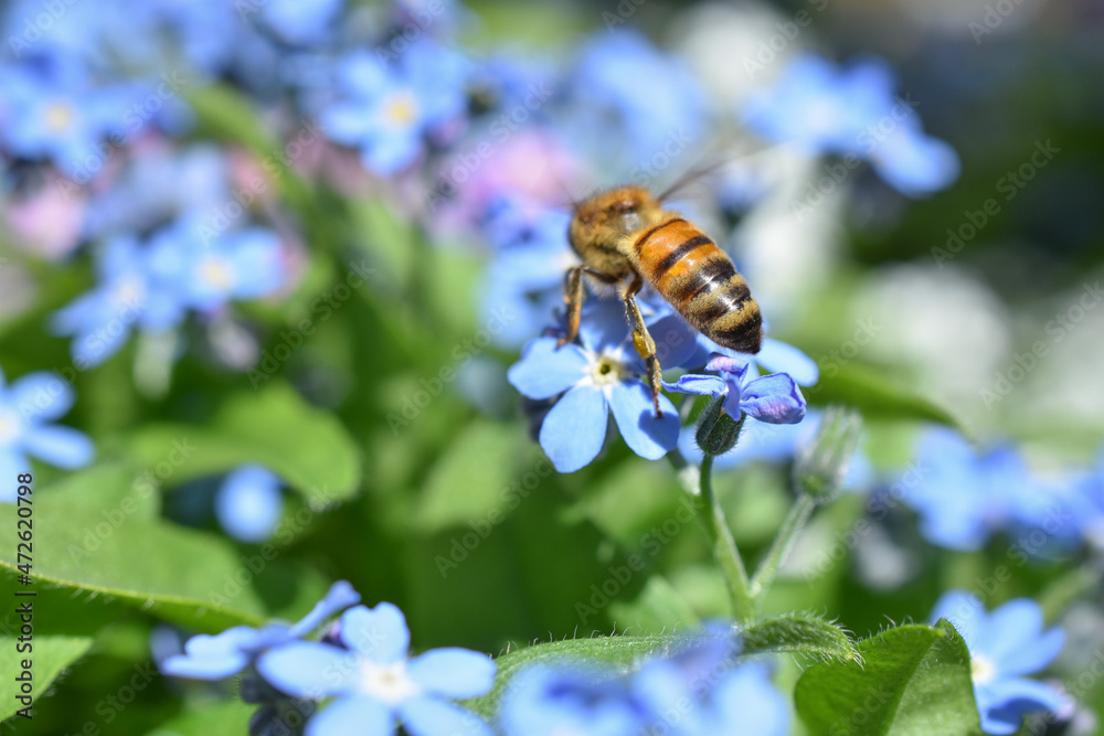 Wildbiene auf Blüte von Vergissmeinnicht Wildbiene auf Blüte von Vergissmeinnicht