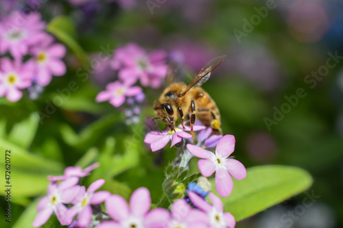 Biene auf Vergissmeinnichtblüte