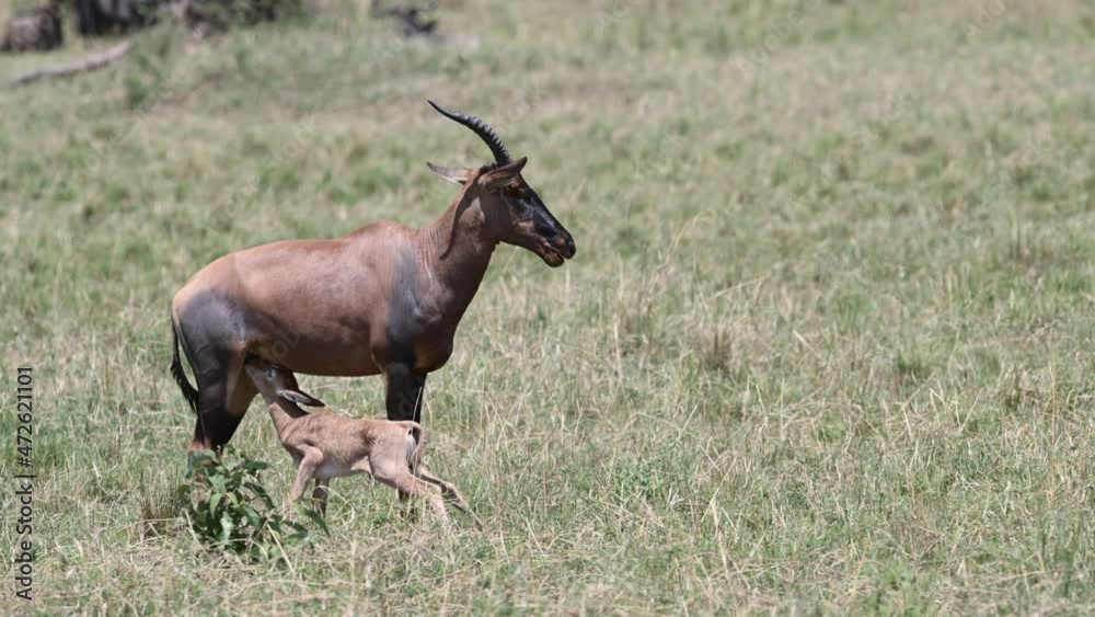 Topi (Damaliscus korrigum) female with her just born calf nursing. Topi (Damaliscus korrigum) female with her just born calf nursing.
