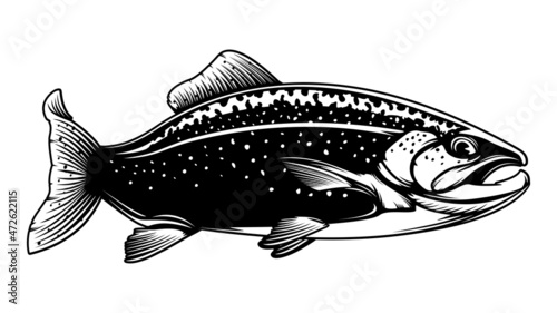 Rainbow trout jumping out water.Salmon isolated on white background. Concept art for horoscope, tattoo or colouring book.