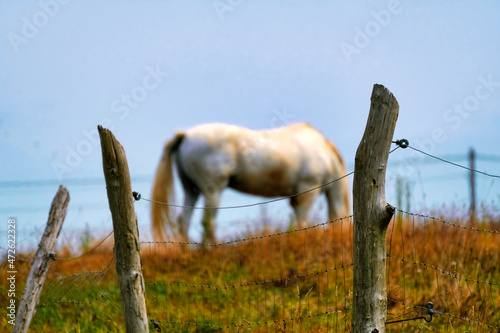 Horse behind an electrified fence. Selective Focus