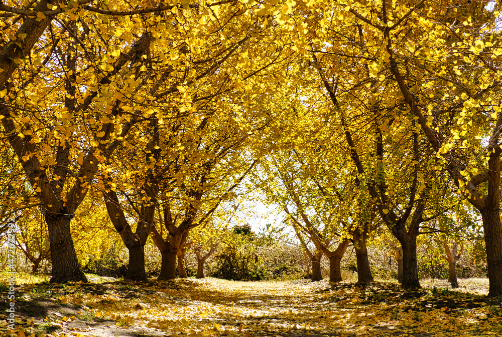 Fototapeta premium 祖父江銀杏