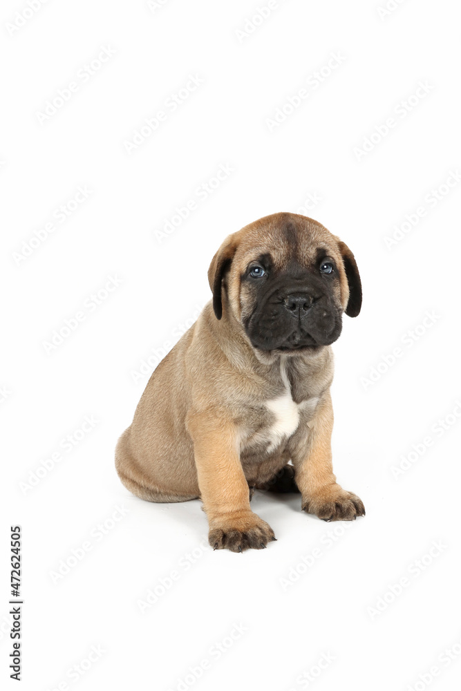 bullmastiff puppy isolated on white background bullmastiff puppy isolated on white background
