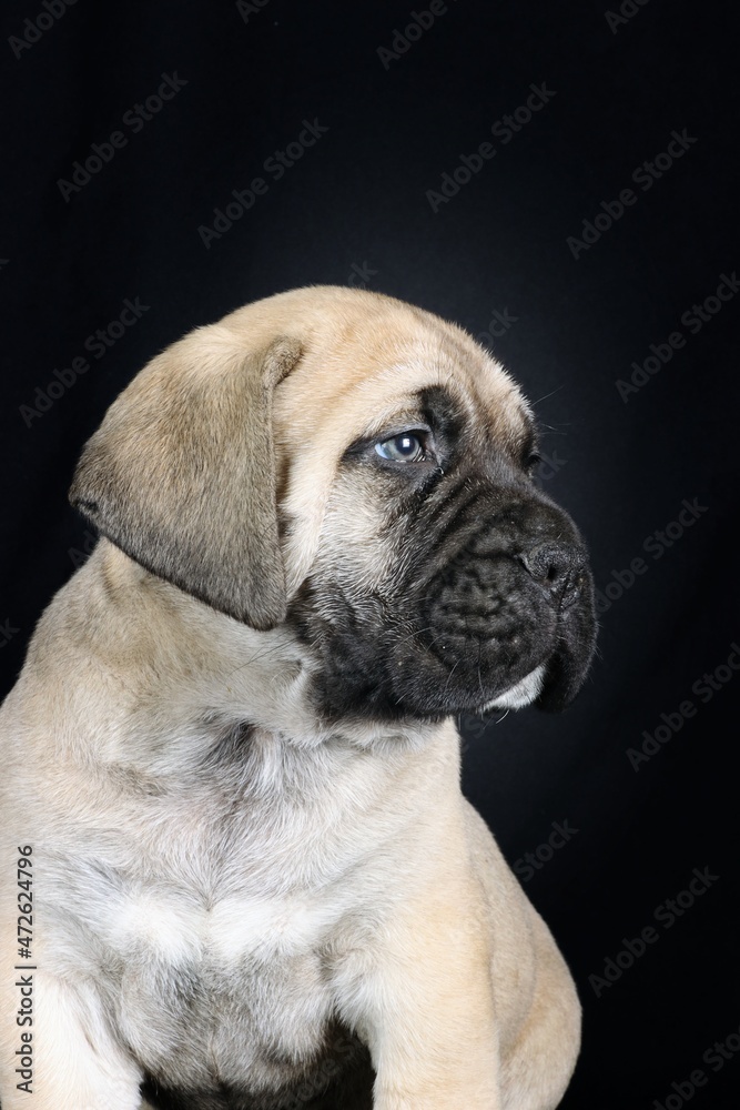 bullmastiff puppy in black background 