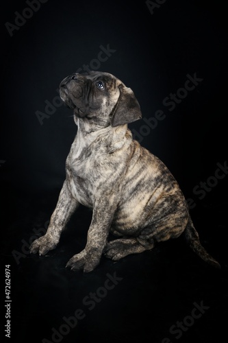 bullmastiff puppy in black background  © eds30129