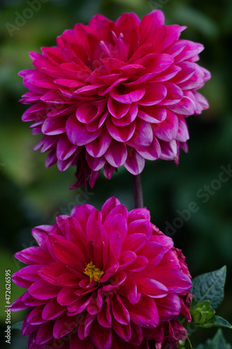 pink dahlia flower