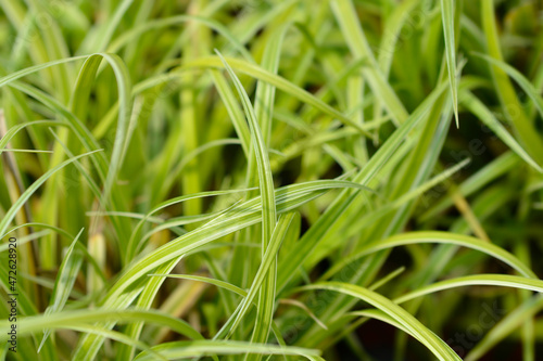 Japanese Grass Sedge