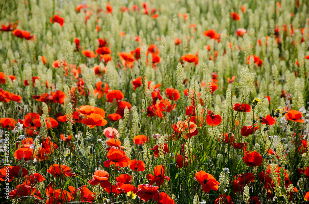 coquelicots081