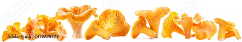 Edible wild mushrooms chanterelle (Cantharellus cibarius) photo