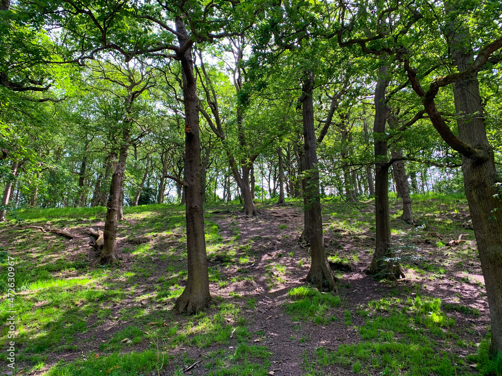 trees in the forest Sheffield whiteley woods park
