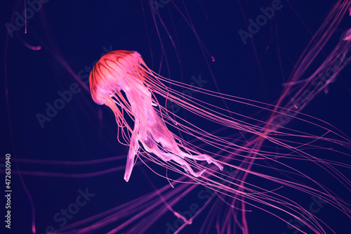 Bright pink jellyfish on a dark blue background.