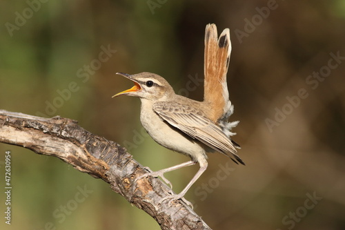 Fotografija a showy rufous-tailed scrub robin (Cercotrichas galactotes) perched on a dry bra
