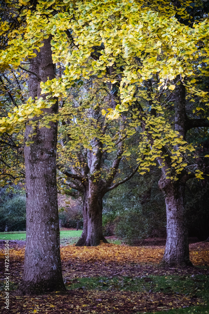 Naklejka premium Gingko tree in autumn colour