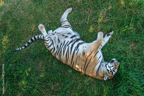 The Republic of Crimea. July 17, 2021. A tigress sleeps in an enclosure on the grass in the Taigan Lion Park in the city of Belogorsk.