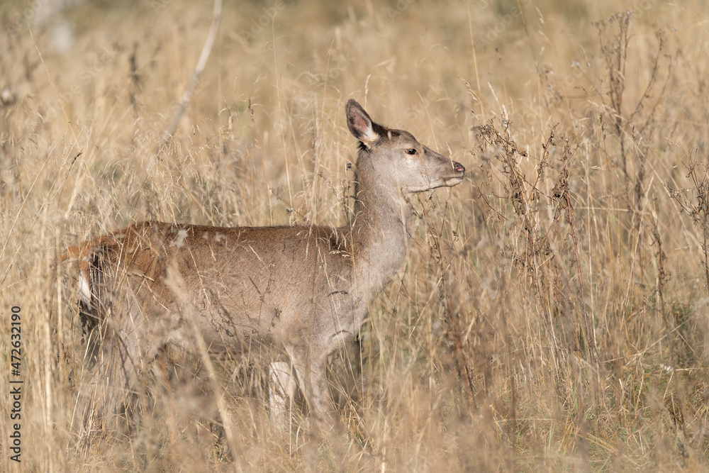 Young deer female in the meadow (Cervus elaphus) Young deer female in the meadow (Cervus elaphus)