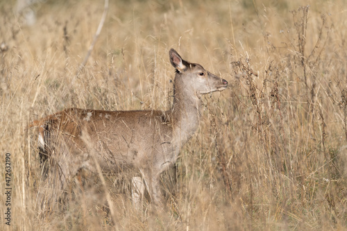 Young deer female in the meadow (Cervus elaphus)