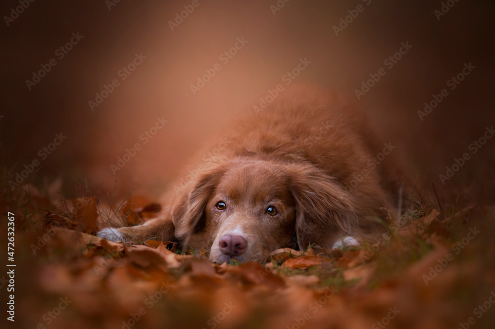 Jesienny portret psa pt. 2