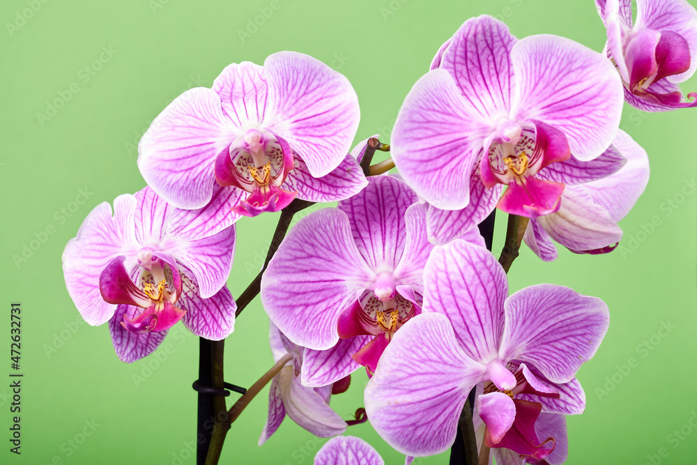 Fototapeta premium orchid flowers close up on green background