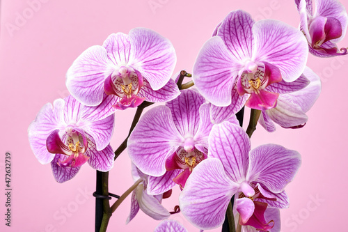 orchid flowers close up on pink background